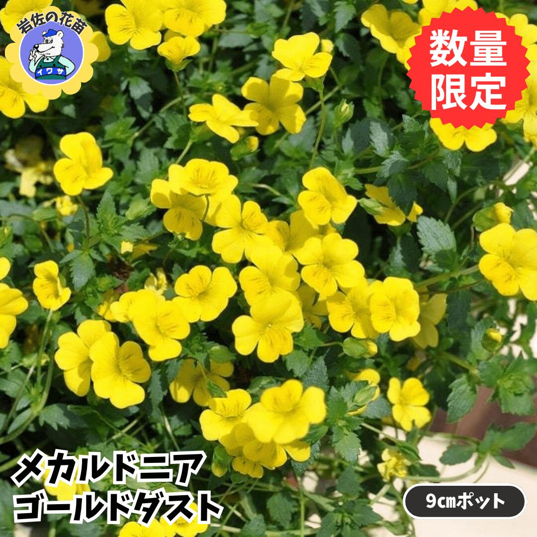 【送料無料】【数量限定販売】花苗 メカルドニア メカルドニア苗 メカルドニア ゴールドダスト 9cm PW ..