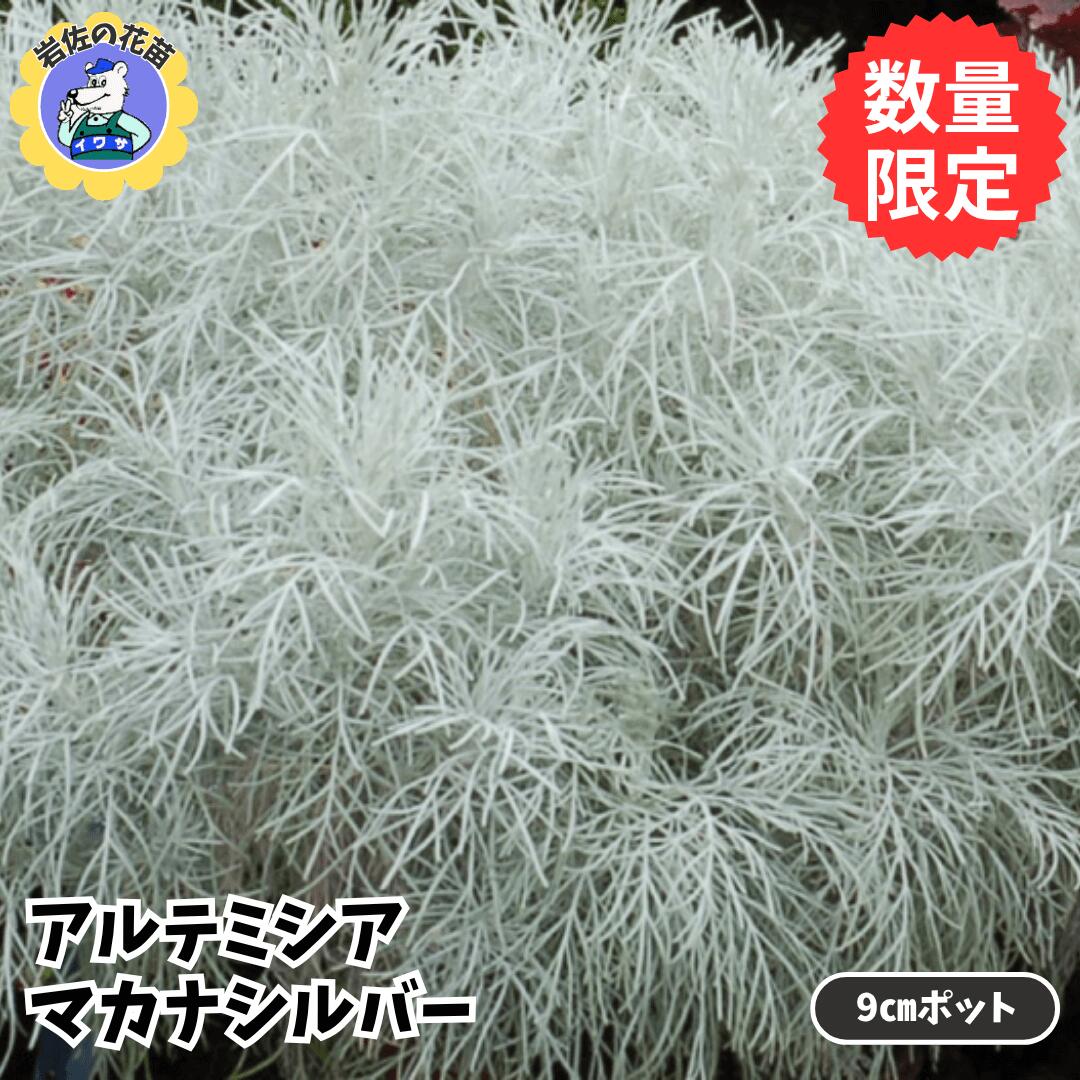 【送料無料】【数量限定販売】カラーリーフ リーフ苗 アルテミシア マカナ シルバー 9cm タキイ 園芸 ..