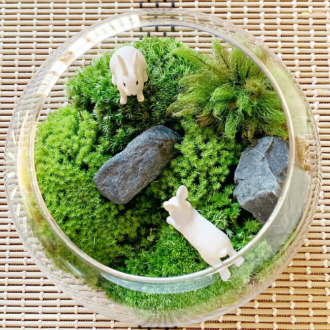 【楽天市場】\楽天スーパーSALE10オフ/苔テラリウム キット ガラスボウル インテリア 可愛い うさぎ プレゼント うさぎ追いかけっこ