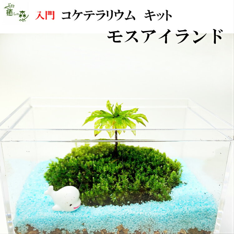 コケテラリウム キット 簡単 【 モスアイランド 】カサゴケ 癒しグッズ 癒しプレゼント 苔インテリア 苔リウム 製作キット コケリウム お返し お誕生日 クジラ おうち時間 子供 プチプレゼント ギフト ステイホーム 孫 南国気分 可愛いインテリア