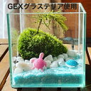 ガラスインテリア summer ocean 苔インテリア 苔リウム 製作キット コケ テラリウム 作成 制作 バレンタイン プレゼント お誕生日 カメフィギュア...