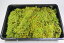 送料無料 お得なハイゴケ大トレー3枚セット 苔玉 苔テラリウム 苔庭 新鮮 大容量