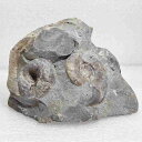 a014プゾシア＋テトラゴニテス//アンモナイト 化石 インテリア 国産 レア