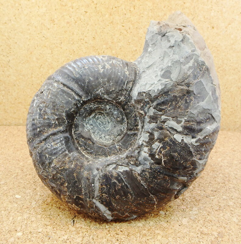 a060 プゾシア（メソプゾシア）パシフィカ標本　//アンモナイト/ 化石 /インテリア/ 国産 /レア