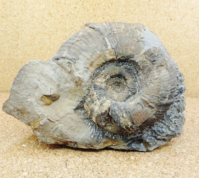 a061プゾシア（メソプゾシア）パシフィカ　標本　//アンモナイト/ 化石 /インテリア/ 国産 /レア