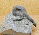 a072　プゾシア（メソプゾシア）パソフィカ、スキポノセラス//アンモナイト/ 化石 /インテリア/ 国産 /レア