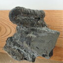 sh034 ポリプチコセラス　巻貝　標本//アンモナイト・化石・インテリア・国産・北海道・自由研究・学習・教材