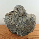 sh045 スカファイテス　イノセラムス　植物　標本//アンモナイト・化石・インテリア・国産・北海道・自由研究・学習・教材