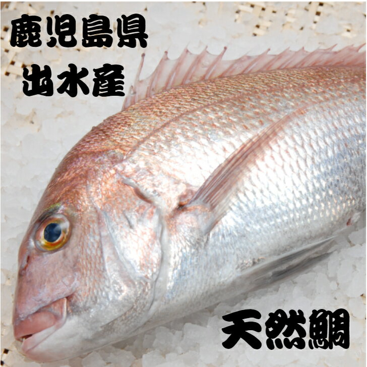 鯛 SSサイズ(0.7kg〜0.9kg) 1尾 お刺身用 天然鯛 天然 鹿児島県産 出水産 いずみ izumi 直送 鮮魚 真鯛 madai マダイ まだい お祝い 下処理無し お食い初め ひな祭り 塩釜焼き 神経〆