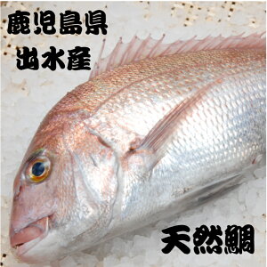 鯛 Mサイズ（1.5kg〜1.9kg）1尾　お刺身用　天然鯛　天然　鹿児島県産　出水産　いずみ　izumi　直送　鮮魚　刺身用　真鯛 madai マダイ まだい お祝い　お食い初め　ひな祭り　下処理無し　塩釜焼き