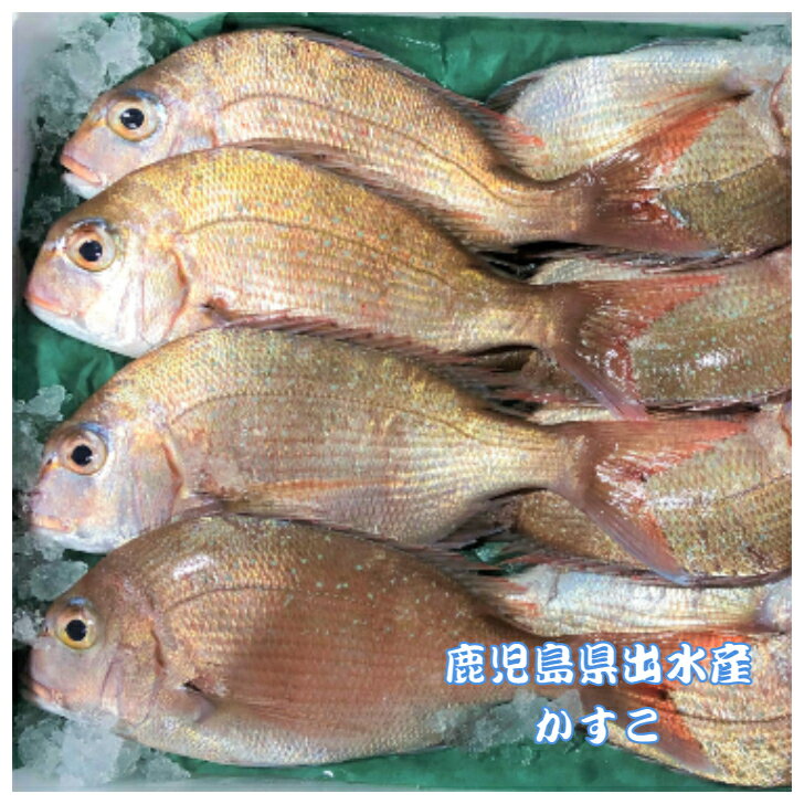 鯛【かすこ】1kg(1尾あたり150g〜250g) たい タ