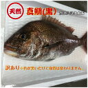 真鯛 (黒)Sサイズ(1kg〜1.4kg) 1尾 お刺身用 天然鯛 天然 鹿児島県産 出水産 いずみ izumi 直送 鮮魚 真鯛 madai マダイ まだい お祝い..