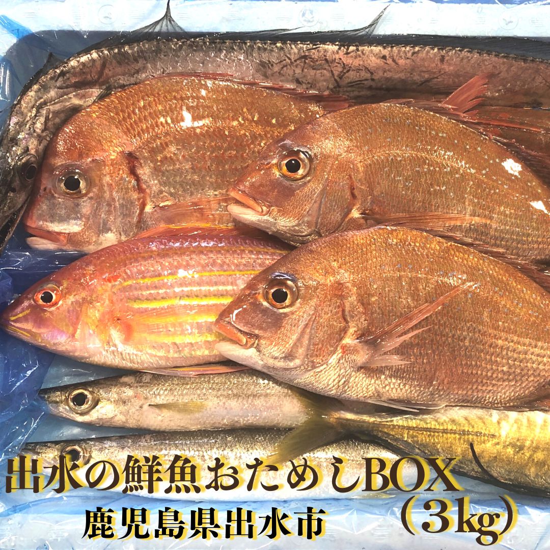 出水の鮮魚おまかせBOX(3kg) 鮮魚BOX 詰め合わせ 下処理無し 鹿児島 出水(タイ アジ カワハギ イトヨリ タチウオ イシモチ モチウオ カイワリ カンパチ サワラ カマス アカシタ 等) 鮮魚ボックス 送料無料