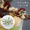 生花 エディブルフラワー アリッサム ホワイト 33輪 食用花 白 デコレーション トッピング 製菓材料 ケーキ スイーツ 国産 クリスマス 焼き菓子 プレゼン...