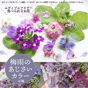 生花 エディブルフラワー【梅雨のあじさいカラー ミックス】 40輪 食用花 デコレーション トッピング 製菓材料 ケーキ スイーツ 国産 クリスマス 焼き菓子 プレゼント ギフト お菓子作り クッキー缶 アイシングクッキー ウエディングケーキ