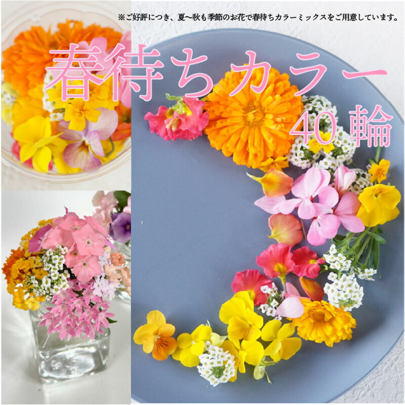 エディブルフラワー IZUMIYAMASAKI 春待ちカラー ミックス 40輪 食用花 自然栽培 エディブルフラワー フロックス アリッサムなど