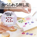 食べられる押し花【なでしこ 赤10枚 】少量パック ドライエディブルフラワー 乾燥食用花 デコレーション トッピング 製菓材料 ケーキ スイーツ アイシングクッ...