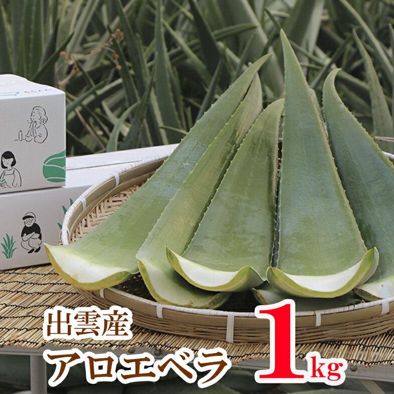 【お試し】【食用アロエ】出雲産アロエベラ生葉　1枚　（長さ 約70cm 重さ 800g〜1kg）