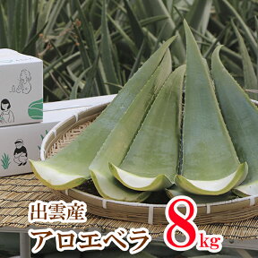 出雲産アロエベラ生葉　約8kg【食用アロエ】（6枚〜8枚）