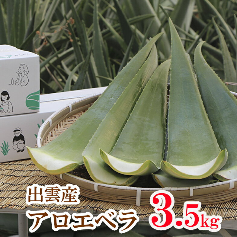 出雲産アロエベラ生葉　約3,5kg　【食用アロエ】（3枚〜4枚）