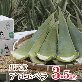 出雲産アロエベラ生葉　約3,5kg　【食用アロエ】（3枚〜4枚）