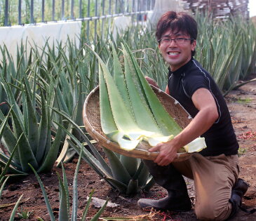 【食用アロエ】出雲産アロエベラ生葉　約5kg　（4枚〜5枚）