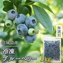 訳あり 宮城県産 冷凍ブルーベリー 無選別 1kg( 国産 宮城県登米市産 農家直送 お取り寄せ 製菓材料 お菓子作り 手づくり 手作り ジャムに デザートに フルーツ 果物 1キロ どっさり お徳用 大容量 業務用 加工用 飲食店 お買い得 宮城県産 登米市 東北 )