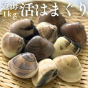 市場直送!近海活はまぐり1kg【送料無料】国産蛤/活貝//蛤/ひな祭り/雛祭り/初節句/お食い初め/お祝い/膳/お吸い物/大きい/鮮度/プロ御用達/業務用/お取り寄せ