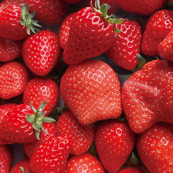 【産直・送料込】[小倉の苺やさん]わがこいちご2品種食べ比べセット【代引・熨斗・包装不可】贈り物　..