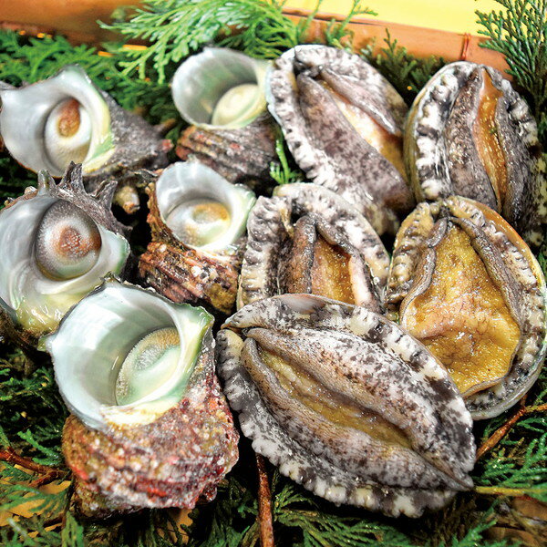 【産直・送料込】天草活あわび・さざえ詰合せ【代引・熨斗・包装不可】贈り物　プレゼント　お祝い　お..