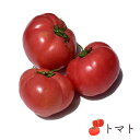 トマト M 1個 国産 熊本・栃木県産他 バラ売り | とまとお取り寄せ 野菜 まとめ買い 新鮮野菜 上越フルーツ