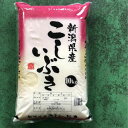 【本州 送料無料 税込】令和5年産新米 新潟県上越市産 こしいぶき 精米 10kg 上越フルーツ | ケンミンSHOW ケンミンショー 新米 新潟 おにぎり 新潟おにぎり 新潟塩むすび 塩むすび 新潟おむすび おむすび