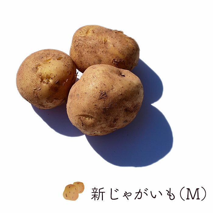 じゃが芋 小玉(M)10kg 箱売り バラ売り 北海道産他 | 業務用 じゃがいも ジャガイモ じゃが芋 じゃが お取り寄せ 新鮮野菜 野菜 国産 新鮮野菜 上越フルーツ