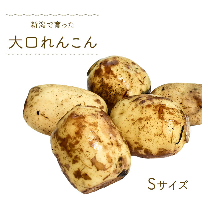 【送料無料 消費税込】新潟県産 特産大口れんこん 小さい 2Sサイズ 約2kg 1箱（れんこん れんこん 大口）上越フルーツ