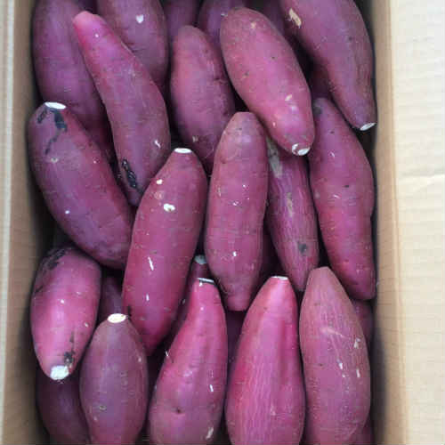 商品説明 品名 さつま芋 産地 茨城・千葉県産他 規格 S5kg 保存方法 常温保存 配送形態 産地から出荷される業務用の箱でお届けします。