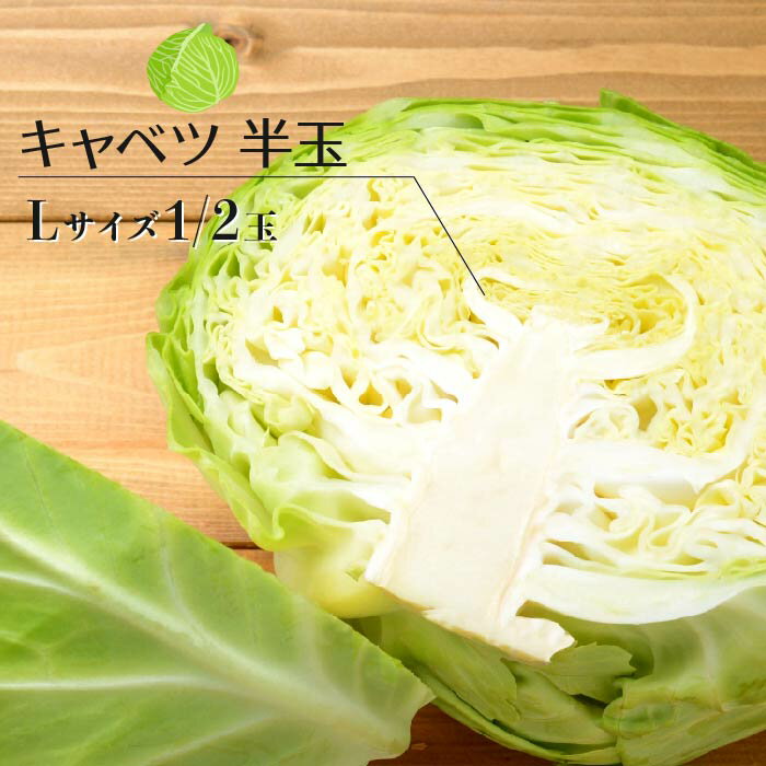 【 バラ売り 】千葉県産 キャベツ Lサイズ 1/2玉 ｜ キャベツ きゃべつ カット 時短 料理 サラダ 付け..