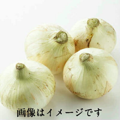 【本州送料無料 税込】 愛知・長崎県産 新玉ねぎ L 5kg | たまねぎ タマネギ オニオン 上越フルーツ 【本州送料無料 税込】 愛知・長崎県産 新玉ねぎ L 5kg | たまねぎ タマネギ オニオン 上越フルーツ