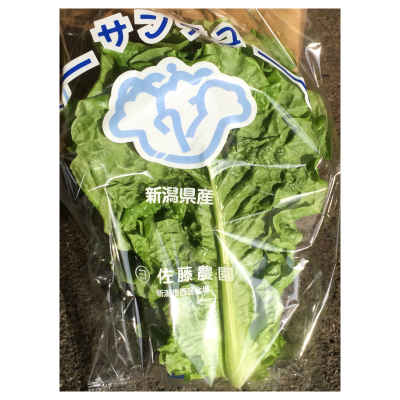 【送料無料 箱売】 サンチュ 10枚 20袋入 1箱 新潟・埼玉県産他 ｜ パオ 焼肉レタス 包菜 包み菜 ぱお つつみ菜 つつみな ツツミナ 新潟 業務用 野菜 新鮮野菜 上越フルーツ