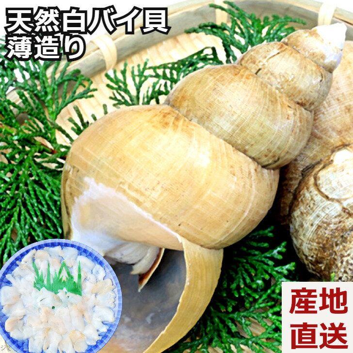 【天然白バイ貝の薄造り】白バイ貝 真空急速冷凍 島根県 大田市 一日漁 高級魚 刺身 海鮮ギフト プレゼント 熨斗対応 冷凍便 産地直送 送料無料 内祝い 父の日のサムネイル