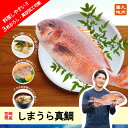 【母の日】【宮崎県産 しまうら真鯛 お手軽セット 1尾 2.2kg〜2.4kg 真空パック加工 三枚おろし加工】鯛 真鯛 鯛 刺身 鮮魚 産地直送 熨斗対応 冷...