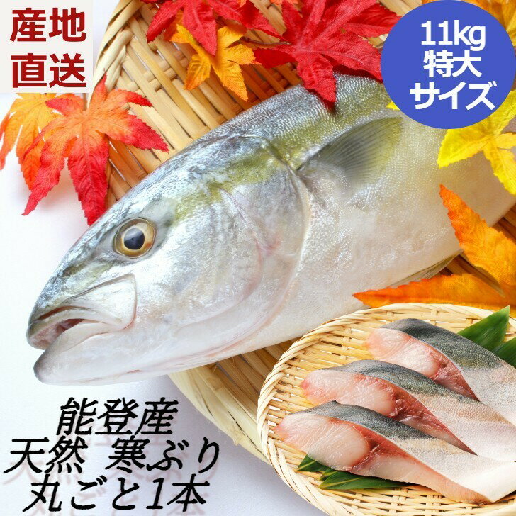 【冬季限定】網元直送！天然 能登産 寒ぶり1本（約11kg）お届け：2024年11月下旬〜2月末 鰤 ハマチ 寒ブリ 寒ぶり 能登産 石川県産 贈答 年末年始 お正月 熨斗対応 産地直送 国産 天然 縁起物