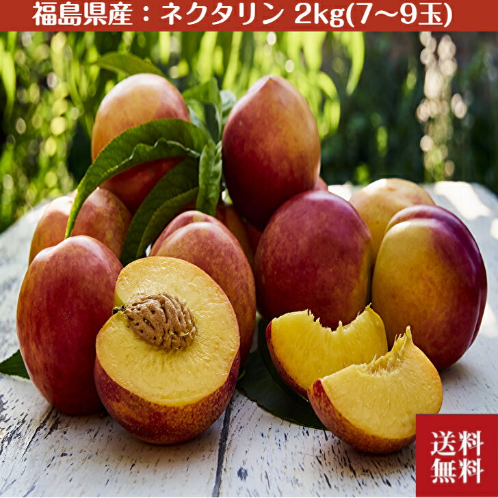 ＼お中元／【期間限定】ネクタリン「フレーバートップ」2Kg（7～9玉）福島県産 送料無料 ギフト 贈答 フルーツ 桃 ピーチ 果物 減農薬 酸味 甘味 【出荷目安 8月上旬（3～4日頃から）】 内祝いのサムネイル