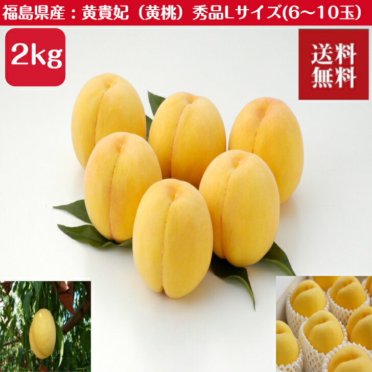 ＼父の日／【期間限定】黄色い桃「黄貴妃（おうきひ）」秀品 Lサイズ 2kg（6～10玉）福島県産 送料無料 ギフト 贈答 フルーツ 黄桃 桃 ピーチ 果物 減農薬 酸味 甘味 【出荷目安 9月中旬頃】 内祝いのサムネイル