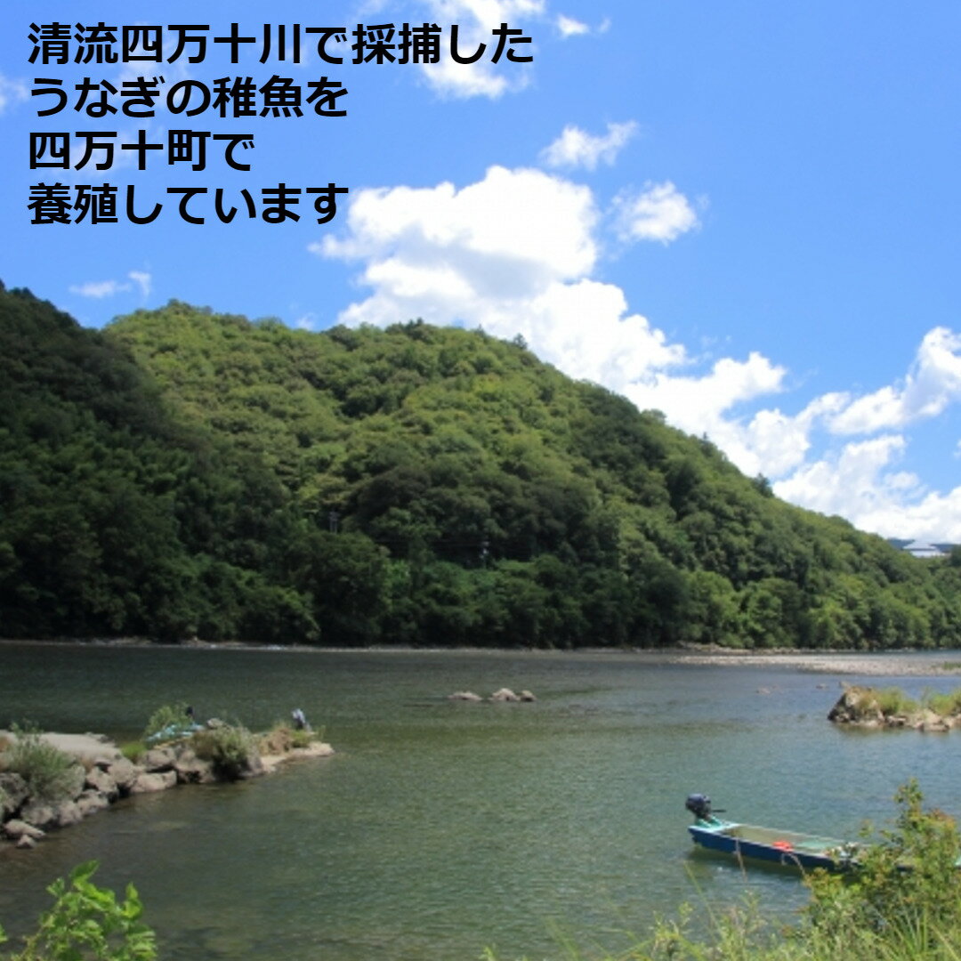 【母の日】四万十うなぎ 蒲焼140g 大サイズ 3尾セット うなぎ蒲焼き3本 うなぎ 国産 3尾 鰻 蒲焼き 尾頭付き 真空パック ギフト お返し 贈答 贈り物 化粧箱 のし 高知県産 真空パック クール便 熨斗 箱入り ウナギ Lサイズ 特盛 山椒付き タレ付き 土用の丑 内祝い