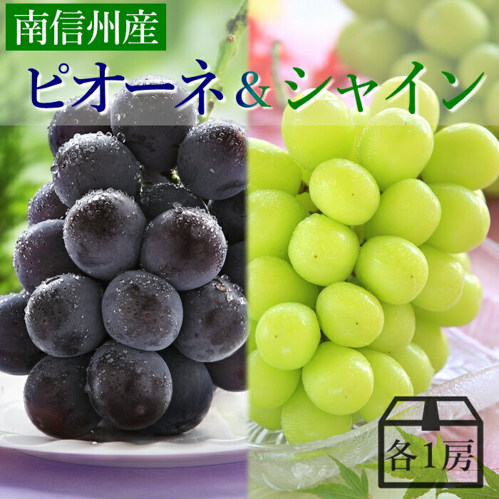 ぶどう ピオーネ＆シャインマスカットMIX 約1.2kg (各1房) R021(冷蔵) ※9月中旬～発送 送料無料 皮ごと食べられる マスカット セット おいしい 種無し ブドウ 葡萄 果物 フルーツ 長野 国産 大粒 種なし ギフト 内祝い お祝い 贈り物 贈答用 JAみなみ信州 産地直送