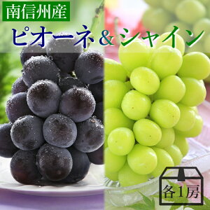 【長野県 JAみなみ信州】 ぶどう ピオーネ＆シャインマスカットMIX 約1.2kg (各1房) R021 予約 皮ごと食べられる マスカット ブドウセット おいしい葡萄 種無しブドウ ブドウ 葡萄 果物 フルーツ 時期 秋 長野 国産 大粒 種なし ギフト 内祝い お祝い 贈り物 贈答用