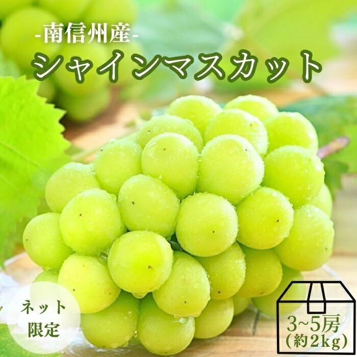 ぶどう シャインマスカット 【秀品】約2kg(3〜5房) ［冷蔵］ R002 ※9月中旬〜発送予定 予約 旬の果物 皮ごと マスカット ブドウ 葡萄 果物 フルーツ 秋の果物 高級フルーツ 秋 長野 国産 大粒 種なし 皮ごと食べられる 丸ごと ギフト 内祝い 贈り物 贈答用のサムネイル