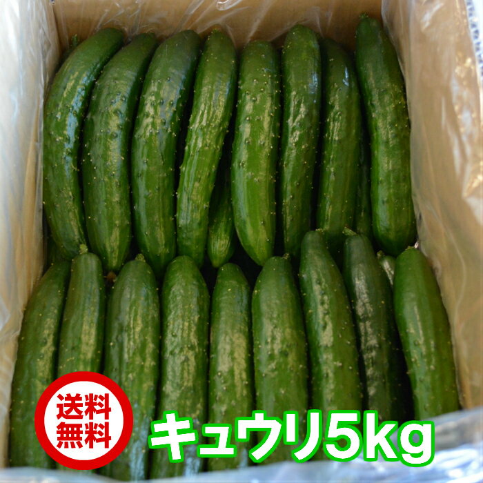 酒のつまみに最高 約5kg 曲がり 不揃い キュウリ40〜50本入 きゅうり 産地直送新鮮野菜 詰合せセット 漬物 夏野菜【キュウリCS】