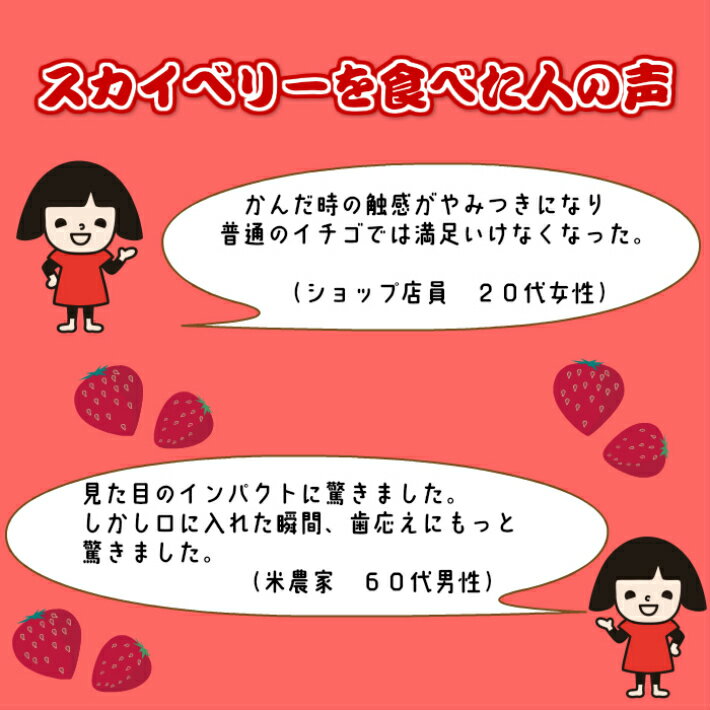 ポイント10倍★送料無料★栃木県産 スカイベリー2パックセット とちおとめより大きい！ ギフト　お歳暮対応可 いちご