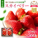 【現在ポイントアップ中】 スカイベリー 1パック280g 2パック 合計560g〜1.1kg パックあたり7〜11粒 栃木県産 JA直送 とちおとめより大きい ...